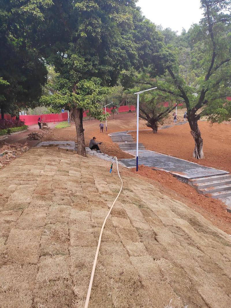 汗水浇灌的城市绿意 园林绿化种植工程现场实拍