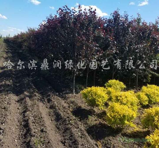 园林绿化工程施工 从设计到养护的承接与实践