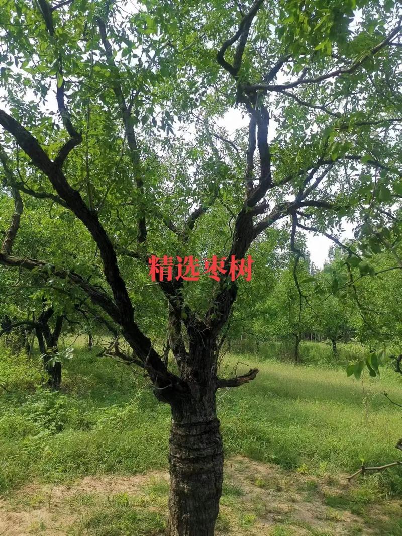 工地实拍揭秘 园林绿化工程如何选对苗木，施工不走弯路