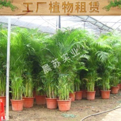 重庆城市绿化养护工程施工队 从设计规划到园林绿化工程的全流程服务指南