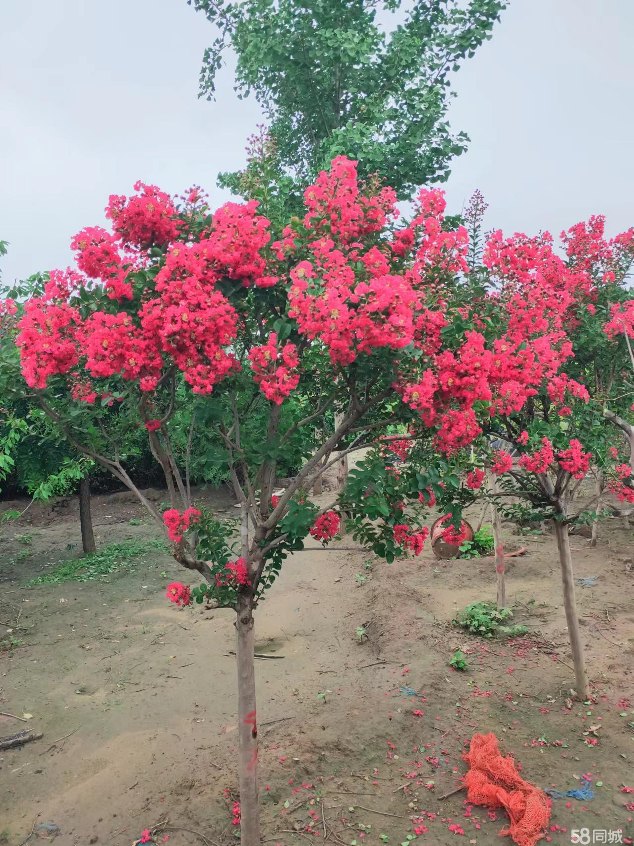 自有基地直供，匠心造园——别墅庭院与园区绿化一站式服务',