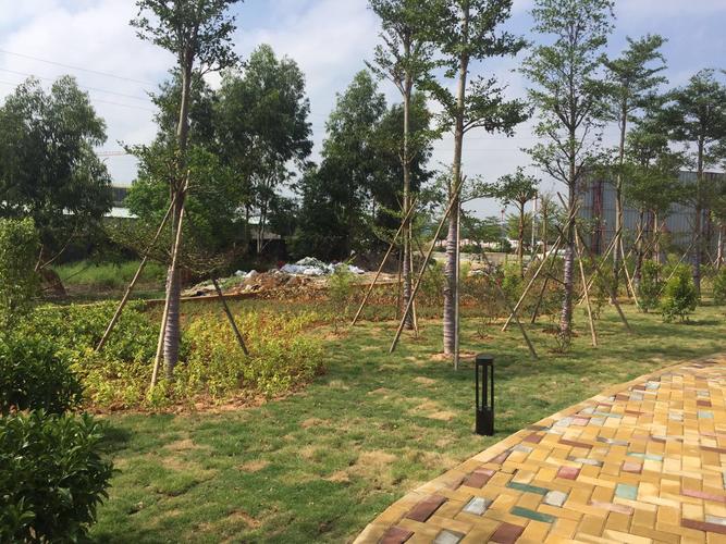 匠心筑绿，生态营城——深圳大业园林园林绿化工程施工纪实